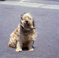 Picture of gos d'atura sitting on grey paving