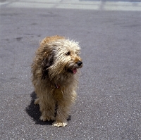 Picture of gos d'atura standing on a pavement, 