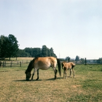 Picture of Gotland Pony grazing with foal in Sweden