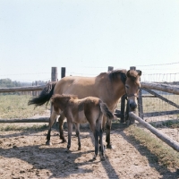 Picture of Gotland Pony mare with foal in Sweden