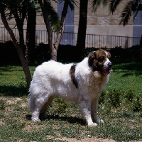 Picture of gotonsky de raco vedat,  pyrenean mastiff at world show valencia