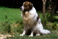 Picture of gotonsky de raco vedat, pyrenean mastiff sitting