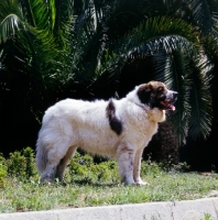Picture of gotonsky de raco vedat, pyrenean mastiff standing