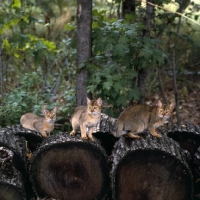 Picture of gr ch chota-li russet,  gr ch chota-li  flair, chota-li rustelle, three abyssinian cats on logs in canada