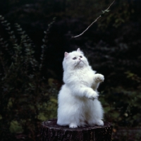 Picture of gr ch j.b. show piece of jo ni, odd eyed white long hair cat sitting on tree stump