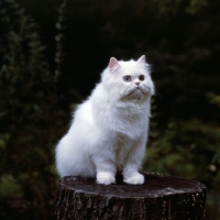 Picture of gr ch j.b. show piece of jo ni, odd eyed white long hair cat sitting on tree stump