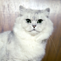 Picture of gr ch kitza's silverlove of summerset, shaded silver long hair cat in usa