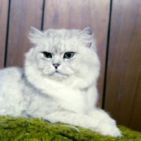 Picture of gr ch kitza's silverlove of summerset, shaded silver long hair cat in usa
