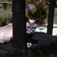 Picture of gr ch koh-ling symmetry, blue point siamese cat