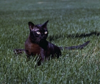 Picture of gr ch shawnee casey jones of phi line, american brown burmese cat, looking towards camera