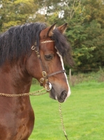 Picture of graceful Welsh Cob (section d) wearing bridle