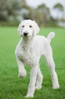 Picture of graceful white standard Poodle walking on grass