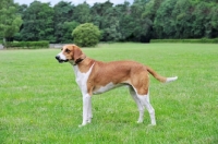 Picture of Grand anglo-francais blanc et orange, side view