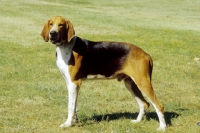 Picture of Grand Anglo Francais Tricolore / Great Anglo-French Tricolour Hound