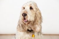 Picture of Grand Basset Griffon Vendeen portrait