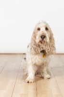Picture of Grand Basset Griffon Vendeen sitting on floor
