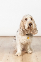 Picture of Grand Basset Griffon Vendeen sitting on floor