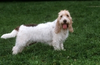 Picture of Grand Basset Griffon Vendeen standing on grass