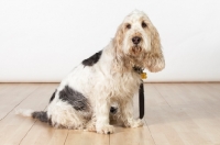 Picture of Grand Basset Griffon Vendeen sitting on floor, side view