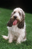 Picture of Grand Basset Griffon Vendeen sitting on grass