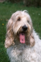 Picture of Grand Basset Griffon Vendeen