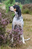 Picture of Grand Bleu de Gascogne sitting down