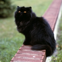 Picture of grand ch silva-wyte trafari of jb, long hair black cat 
