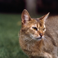 Picture of grand champion abyssinian cat from canada head study