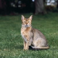 Picture of grand champion abyssinian cat from canada sitting on grass 