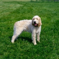 Picture of grand griffon vendeen standing on grass