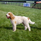 Picture of grand griffon vendeen standing, dingo or bagnus