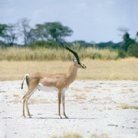 Picture of grant's gazelle amboseli np  side view