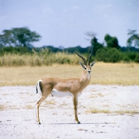Picture of grant's gazelle in amboseli np looking at camera