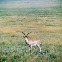 Picture of grant's gazelle looking towards camera, serengeti np