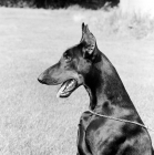 Picture of Gravin Cita van neerlands stam, dobermann with cropped ears portrait