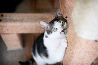 Picture of gray and white cat climbing on post