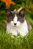Picture of gray and white cat in garden