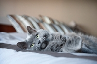 Picture of gray cat lying on side