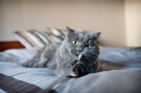 Picture of gray cat playing with ribbon