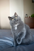 Picture of gray cat sitting with paw up