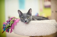 Picture of gray cat with tongue out