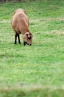 Picture of grazing barbados blackbelly ewe