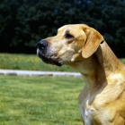 Picture of great dane,  portrait