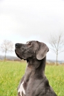 Picture of Great Dane (aka Deutsche Dogge)