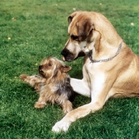 Picture of great dane and yorkshire terrier together