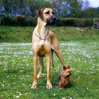 Picture of great dane and yorkshire terrier standing together