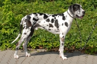Picture of great dane apoll of all dogs