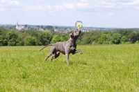 Picture of Great Dane balancing toy
