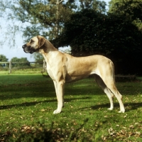 Picture of great dane bitch from helmlake