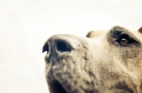 Picture of Great Dane close up